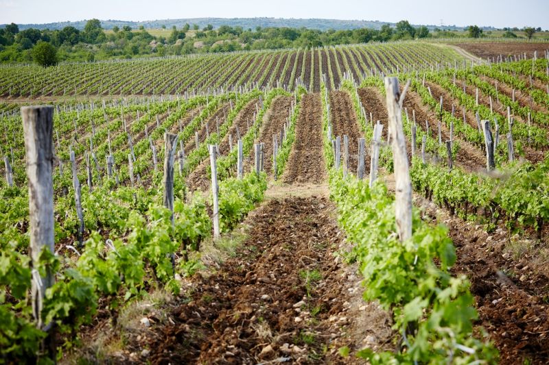 Biowein aus Bulgarien - Terra Tangra